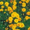 Bio Mädchenauge 'Sunray' Sonnengelb, Topf-Ø 11 Cm, 3er-Set -Gartengeschäft Im Freien 0310100160 Coreopsis Sunray Koelles Beste 11cm Topf gelb gefuellt o 4733