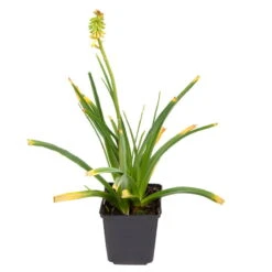 Bio Fackellilie Orange-rot, Topf-Ø 11 Cm, 3er-Set -Gartengeschäft Im Freien 0310100303 Kniphofia uvaria Koelles Beste 9 11er Topf orange rot 2 4735