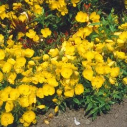 Bio Nachtkerze Goldgelb, Topf-Ø 11 Cm, 3er-Set -Gartengeschäft Im Freien 0310100364 Oenothera tetragona 11cm Topf gelb 125709
