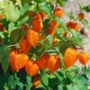 Bio Lampionblume Orange, Topf-Ø 11 Cm, 3er-Set -Gartengeschäft Im Freien 0310100403 Physalis franchetii K lle 11 cm Topf weiss 60046 7861 1 16233