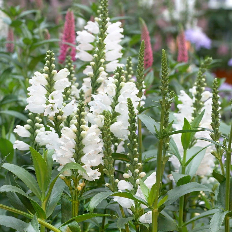 Bio Gelenkblume Weiß, TopfØ 11 Cm, 3er-Set 3 Bio Gelenkblume Weiß, TopfØ 11 Cm, 3er-Set