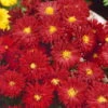 Bio Winteraster Rot, Topf-Ø 11 Cm, 3er-Set -Gartengeschäft Im Freien 0310102181 Chrysanthemum hortorum ind. K lle 11 cm Topf rot 60046 9315 1 16250