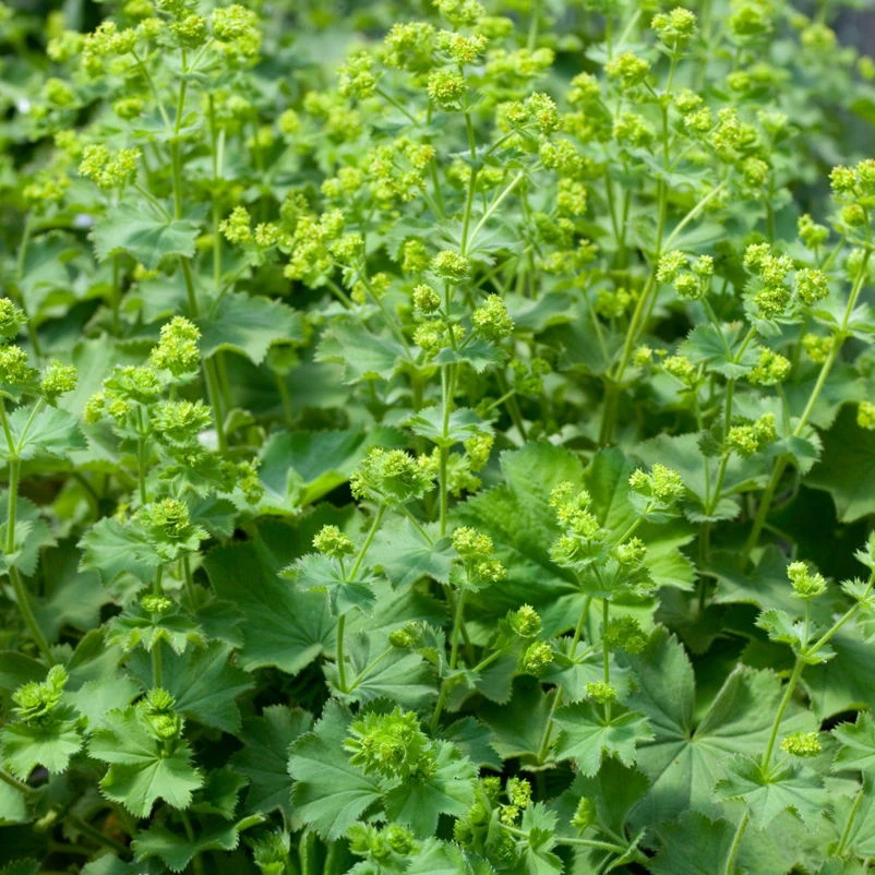 Bio Zwerg-Frauenmantel Grün-gelb, Topf-Ø 9 Cm, 3er-Set 5 Bio Zwerg-Frauenmantel Grün-gelb, Topf-Ø 9 Cm, 3er-Set – Bild 3