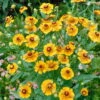 Bio Sonnenbraut 'Goldrausch' Gelb, Topf-Ø 11 Cm, 3er-Set -Gartengeschäft Im Freien 0310106052 Helenium x cultorum Goldrausch K lle 11 cm Topf gelb mit brauner Mitte 19779