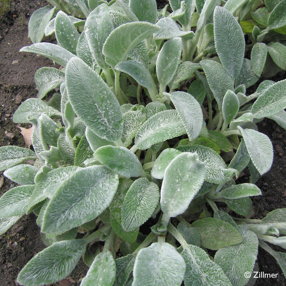 Bio Woll-Ziest 'Silver Carpet' Rosa-violett, Topf-Ø 11 Cm, 3er-Set 5 Bio Woll-Ziest 'Silver Carpet' Rosa-violett, Topf-Ø 11 Cm, 3er-Set – Bild 3