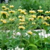 Bio Brandkraut Gelb, Topf-Ø 11 Cm, 3er-Set -Gartengeschäft Im Freien 0310106778 Phlomis russeliana Koelle 11 cm Topf gelb 44404