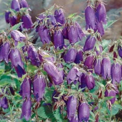Ausgewählte Produkte 17 Bio Campanula Punctata 'Kent Belle' Violett, Topf-Ø 11 Cm, 3er-Set