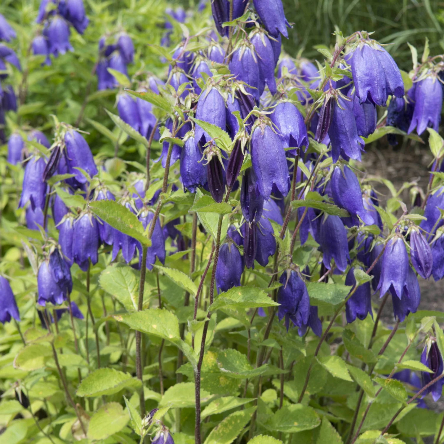 Bio Campanula Punctata 'Sarastro' Rosa, Topf-Ø 11 Cm, 3er-Set 3 Bio Campanula Punctata 'Sarastro' Rosa, Topf-Ø 11 Cm, 3er-Set