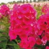 Bio Flammenblume 'Adessa® Red' Rot, Topf-Ø 11 Cm, 3er-Set -Gartengeschäft Im Freien 0310106926 Phlox pan Adessa Red Koelles Beste 11cm Topf o 4799