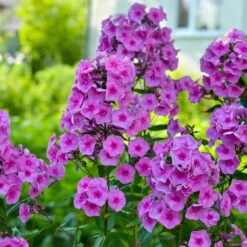 Bio Flammenblume 'Adessa® Rose Eye' Rosa, Topf-Ø 11 Cm, 3er-Set -Gartengeschäft Im Freien 0310106928 Phlox Adessa Rose Eye Koelle 11cm Topf 67678