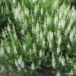 Bio Salvia Nemorosa 'Adrian' Weiß, Topf-Ø 11 Cm, 3er-Set 11 Bio Salvia Nemorosa 'Adrian' Weiß, Topf-Ø 11 Cm, 3er-Set -Gartengeschäft Im Freien 0310107412 Salvia nemorosa Adrian Copyright 46511