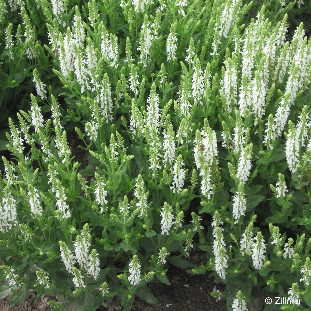 Bio Salvia Nemorosa 'Adrian' Weiß, Topf-Ø 11 Cm, 3er-Set 5 Bio Salvia Nemorosa 'Adrian' Weiß, Topf-Ø 11 Cm, 3er-Set – Bild 3