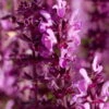 Bio Steppen-Salbei 'Amethyst' Violett, Topf-Ø 11 Cm, 3er-Set -Gartengeschäft Im Freien 0310107560 Salvia nemorosa Amethyst 75683