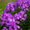 Bio Flammenblume 'Uspech' Violett, Topf-Ø 11 Cm, 3er-Set 2 Bio Flammenblume 'Uspech' Violett, Topf-Ø 11 Cm, 3er-Set -Gartengeschäft Im Freien 0310107613 Phlox paniculata Uspech Koelle 11cm Topf violett 70213