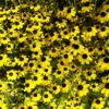 Bio Sonnenhut Gelb, Topf-Ø 11 Cm, 3er-Set -Gartengeschäft Im Freien 0310107614 Rudbeckia triloba Koelle 11cm Topf gelb 75685