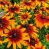 Bio Sonnenhut 'Prairie Glow' Gelb-rot, Topf-Ø 11 Cm, 3er-Set -Gartengeschäft Im Freien 0310107615 Rudbeckia triloba Prairie Glow Koelle 11cm Topf gelb rot 75686