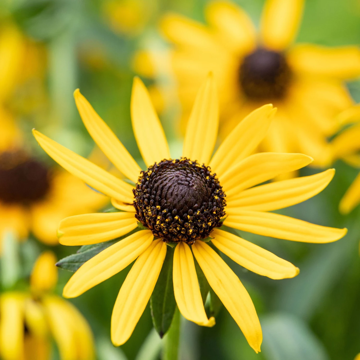 Bio Sonnenhut 'Little Goldstar' Gelb, Topf-Ø 11 Cm, 3er-Set 3 Bio Sonnenhut 'Little Goldstar' Gelb, Topf-Ø 11 Cm, 3er-Set