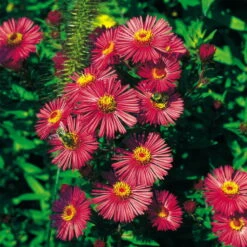 Bio Raublatt-Aster 'Alma Pötschke' Rosarot, Topf-Ø 12 Cm, 3er-Set