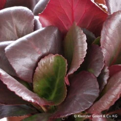 Bio Bergenie 'Eroica' Violettrot, Topf-Ø 12 Cm, 3er-Set -Gartengeschäft Im Freien 0310500982 Bergenia Eroica Blatt Copyright 46356