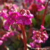 Bio Bergenie 'Eroica' Violettrot, Topf-Ø 12 Cm, 3er-Set -Gartengeschäft Im Freien 0310500982 Bergenia Eroica Bluete Copyright 46357