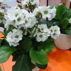 Bio Bergenie 'Schneekristall' Weiß, Topf-Ø 12 Cm, 3er-Set 9 Bio Bergenie 'Schneekristall' Weiß, Topf-Ø 12 Cm, 3er-Set -Gartengeschäft Im Freien 0310501005 Bergenia cord Schneekristall Koelle 12cm Topf reinweiss 71867