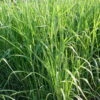Bio Riesen-Chinaschilf, Topf 5 Liter -Gartengeschäft Im Freien 0310600462 Miscanthus sin Giganteus Koelle Bio C 5L 1 95735