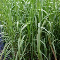Bio Riesen-Chinaschilf, Topf 5 Liter 10 Bio Riesen-Chinaschilf, Topf 5 Liter -Gartengeschäft Im Freien 0310600462 Miscanthus sin Giganteus Koelle Bio C 5L 3 95736