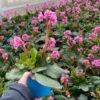Bio Bergenie 'Rosenkristall' Rosa, Top-Ø 12 Cm, 3er-Set -Gartengeschäft Im Freien 0319100240 bergenia cord. rosenkristall 5 121726