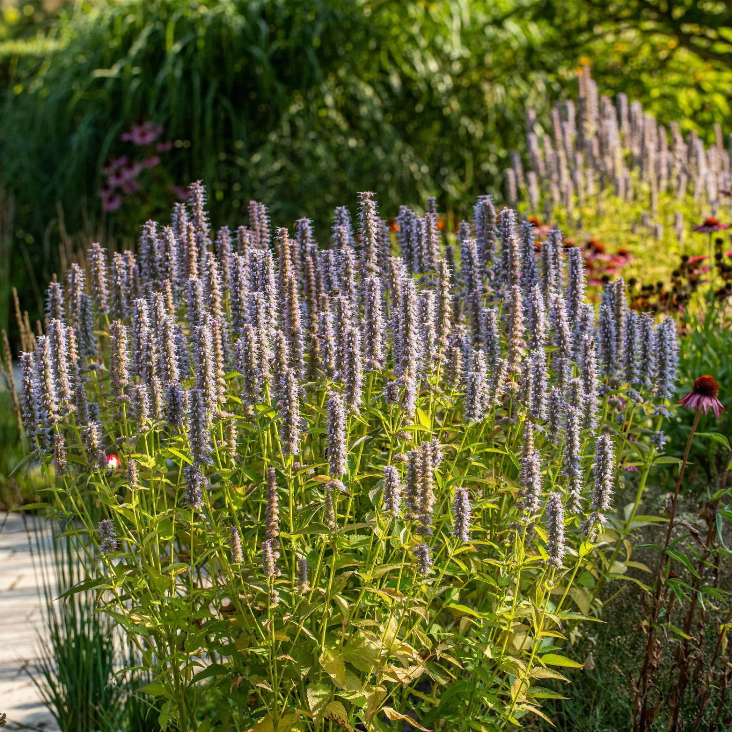 Bio Duftnessel 'Blue Fortune' Violett, Topf-Ø 11 Cm, 3er-Set 3 Bio Duftnessel 'Blue Fortune' Violett, Topf-Ø 11 Cm, 3er-Set