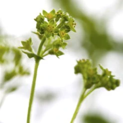 Bio Zwerg-Frauenmantel Grün-gelb, Topf-Ø 9 Cm, 3er-Set 10 Bio Zwerg-Frauenmantel Grün-gelb, Topf-Ø 9 Cm, 3er-Set -Gartengeschäft Im Freien 0319100247 Alchemilla erythropoda 1 83076