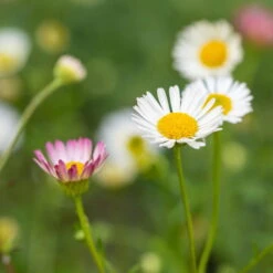 Bio Spanisches Gänseblümchen 'Blütenmeer' Weiß, Topf-Ø 11 Cm, 3er-Set -Gartengeschäft Im Freien 0319100311 Erigeron karvinsk Bluetenmeer 2 125716