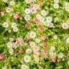Bio Spanisches Gänseblümchen 'Blütenmeer' Weiß, Topf-Ø 11 Cm, 3er-Set -Gartengeschäft Im Freien 0319100311 Erigeron karvinsk Bluetenmeer 3 125717