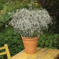 Bio Schleierkraut 'Summer Sparkles' Weiß, Topf-Ø 11cm, 3er-Set -Gartengeschäft Im Freien 0319100322 Gypsophila pan Summer Sparkles 125712