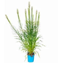Bio Prachtscharte Weiß, Topf-Ø 11 Cm, 3er-Set -Gartengeschäft Im Freien 0319100357 Liatris spicata weiss 3er Set 6 113965