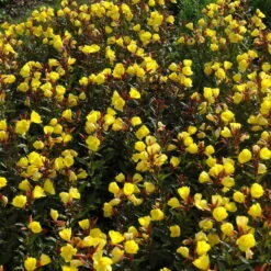 Bio Nachtkerze Goldgelb, Topf-Ø 11 Cm, 3er-Set -Gartengeschäft Im Freien 0319100369 Oenothera tetragona 2 125710