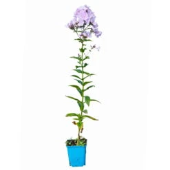 Bio Flammenblume 'Franz Schubert' Hellviolett, Topf-Ø 11 Cm, 3er-Set 15 Bio Flammenblume 'Franz Schubert' Hellviolett, Topf-Ø 11 Cm, 3er-Set -Gartengeschäft Im Freien 0319100378 Phlox paniculata Franz Schubert 3er Set 6 113938