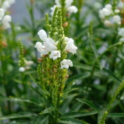 Bio Gelenkblume Weiß, TopfØ 11 Cm, 3er-Set 11 Bio Gelenkblume Weiß, TopfØ 11 Cm, 3er-Set -Gartengeschäft Im Freien 0319100391 Physostegia virginiana weiss 3er Set 3 113916