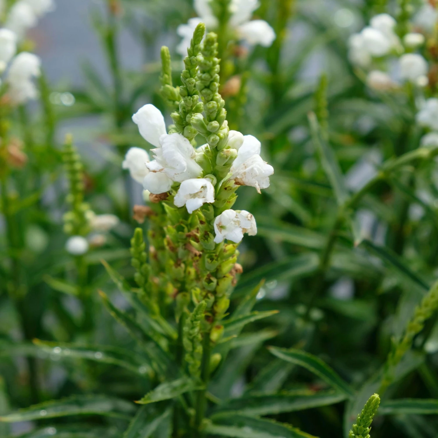 Bio Gelenkblume Weiß, TopfØ 11 Cm, 3er-Set 4 Bio Gelenkblume Weiß, TopfØ 11 Cm, 3er-Set – Bild 2