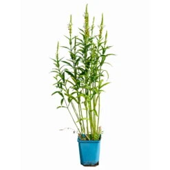 Bio Gelenkblume Weiß, TopfØ 11 Cm, 3er-Set 13 Bio Gelenkblume Weiß, TopfØ 11 Cm, 3er-Set -Gartengeschäft Im Freien 0319100391 Physostegia virginiana weiss 3er Set 5 113967