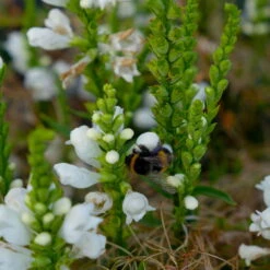 Bio Gelenkblume Weiß, TopfØ 11 Cm, 3er-Set 12 Bio Gelenkblume Weiß, TopfØ 11 Cm, 3er-Set -Gartengeschäft Im Freien 0319100391 Physostegia virginiana weiss 3er Set 6 113917