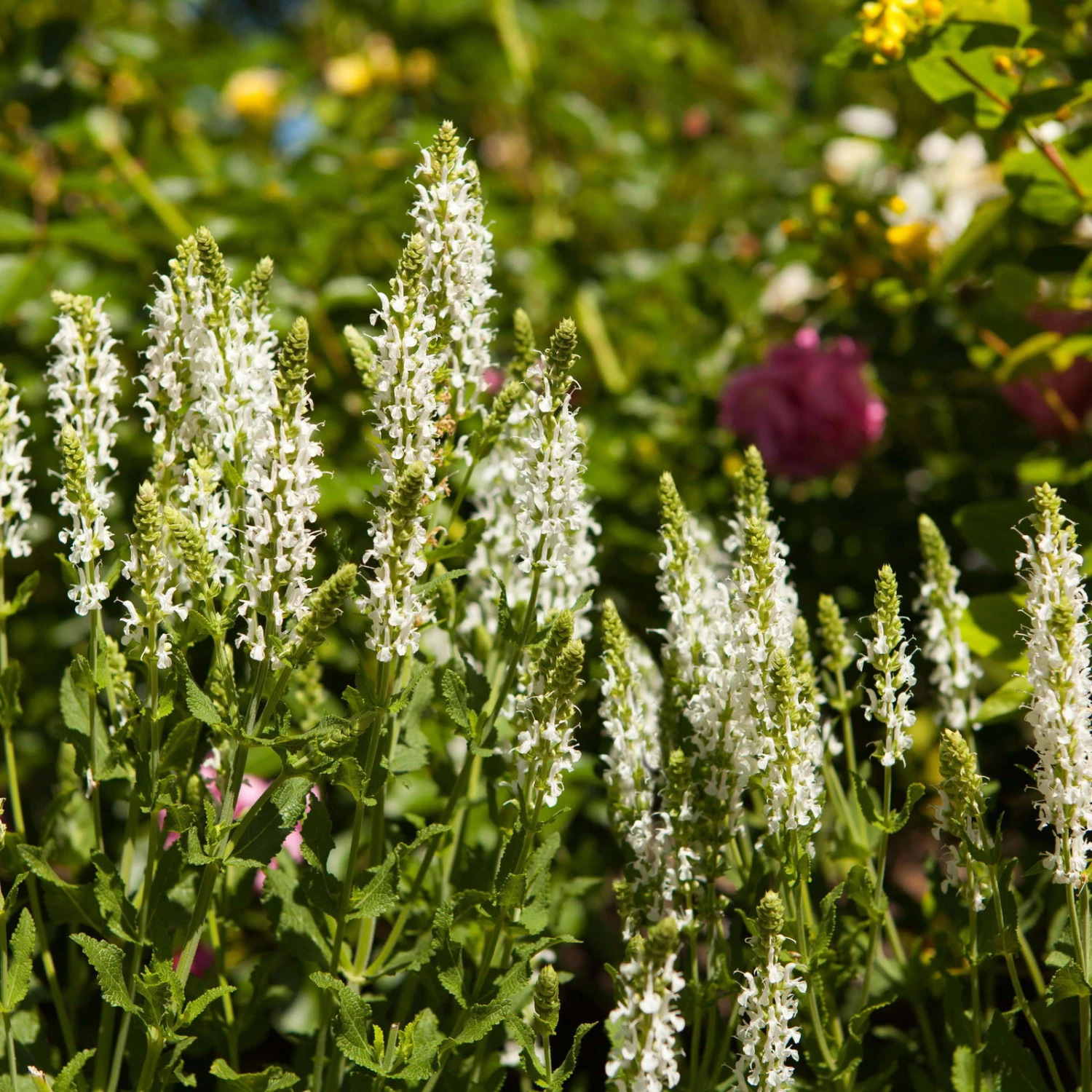 Bio Salvia Nemorosa 'Adrian' Weiß, Topf-Ø 11 Cm, 3er-Set 3 Bio Salvia Nemorosa 'Adrian' Weiß, Topf-Ø 11 Cm, 3er-Set