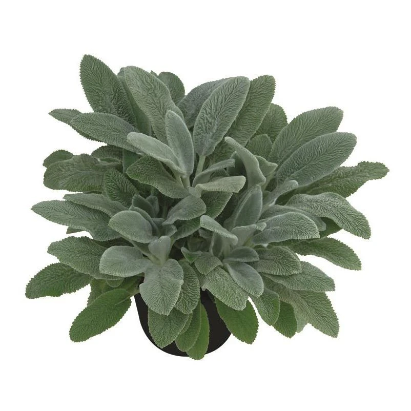 Bio Woll-Ziest 'Silver Carpet' Rosa-violett, Topf-Ø 11 Cm, 3er-Set 6 Bio Woll-Ziest 'Silver Carpet' Rosa-violett, Topf-Ø 11 Cm, 3er-Set – Bild 4