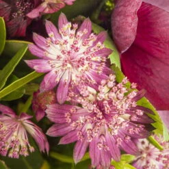 Bio Sterndolde 'Rubra' Pink/rosa, Topf-Ø 11 Cm, 3er-Set 7 Bio Sterndolde 'Rubra' Pink/rosa, Topf-Ø 11 Cm, 3er-Set -Gartengeschäft Im Freien 0319100477 Astrantia major Rubra 3er Set 2 110646