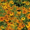 Bio Sonnenbraut 'Waltraut' Orange-gelb, Topf-Ø 11 Cm, 3er-Set -Gartengeschäft Im Freien 0319100485 Helenium cult Waltraud 3er Set 107670