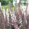 Bio Cimicifuga Simplex 'Brunette' Rosa-weiß, Topf-Ø 11 Cm, 3er-Set -Gartengeschäft Im Freien 0319100504 Cimicifuga simplex Brunette 3er Set weiss 110446