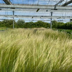 Bio Federgras, Topf-Ø 12 Cm, 3er-Set -Gartengeschäft Im Freien 0319100517 Stipa tenuissima Ponytails 3er Set T12 17 122455