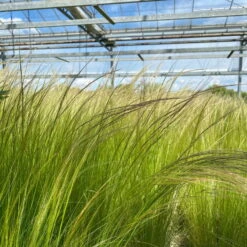 Bio Federgras, Topf-Ø 12 Cm, 3er-Set -Gartengeschäft Im Freien 0319100517 Stipa tenuissima Ponytails 3er Set T12 20 122453