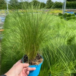 Bio Federgras, Topf-Ø 12 Cm, 3er-Set -Gartengeschäft Im Freien 0319100517 Stipa tenuissima Ponytails 3er Set T12 3 122452