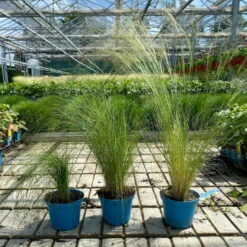 Bio Federgras, Topf-Ø 12 Cm, 3er-Set -Gartengeschäft Im Freien 0319100517 Stipa tenuissima Ponytails 3er Set T12 4 122454