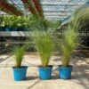 Bio Federgras, Topf-Ø 12 Cm, 3er-Set -Gartengeschäft Im Freien 0319100517 Stipa tenuissima Ponytails 3er Set T12 5 122451
